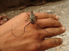 Sphaenothecus trilineatus