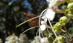 Anastrus sempiternus simplicior