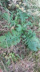 Carduus crispus