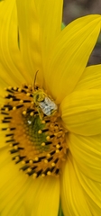 Melissodes trinodis