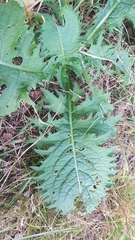 Carduus crispus
