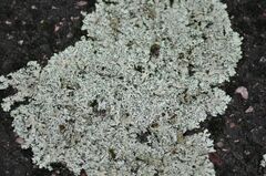 Xanthoparmelia conspersa