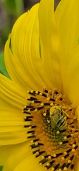 Melissodes trinodis