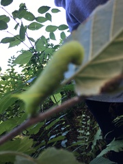 Paonias excaecata
