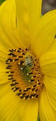 Melissodes trinodis
