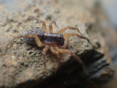 Lycosidae
