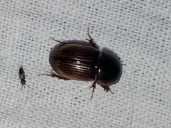 Aphodiinae