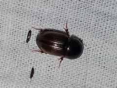Aphodiinae