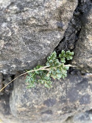 Asplenium ruta-muraria