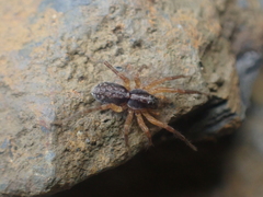 Lycosidae