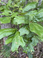 Quercus marilandica