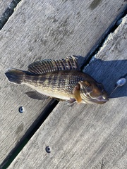 Centropristis striata