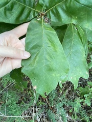 Quercus marilandica