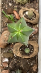 Myrtillocactus