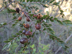 Callisthene microphylla