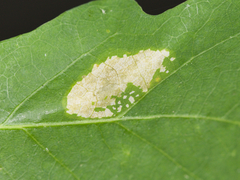 Phyllonorycter aeriferella