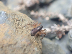 Lycosidae