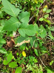 Cameraria guttifinitella