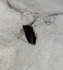 Aproaerema anthyllidella