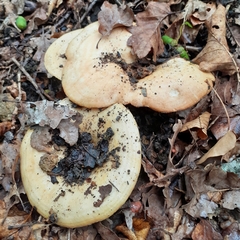 Lactarius chrysorrheus