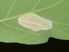 Phyllonorycter aeriferella