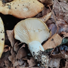 Lactarius chrysorrheus
