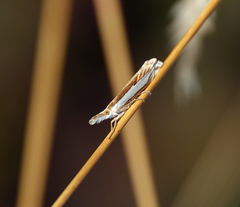 Crambus leachellus