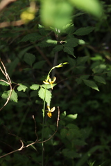 Echeandia flavescens