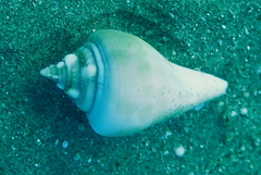 Gibberulus gibberulus