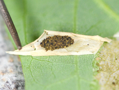 Phyllonorycter aeriferella