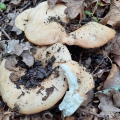 Lactarius chrysorrheus