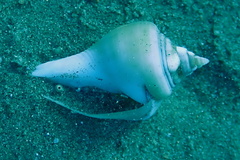 Gibberulus gibberulus