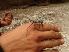 Sphaenothecus trilineatus