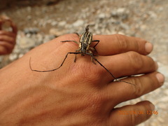 Sphaenothecus trilineatus