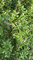 Buxus sempervirens