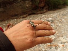 Sphaenothecus trilineatus