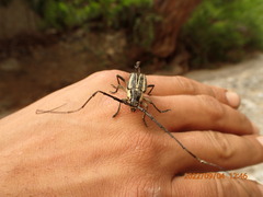 Sphaenothecus trilineatus