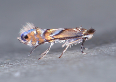 Phyllonorycter aeriferella