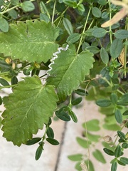 Stigmella anomalella