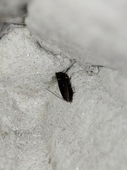 Aproaerema anthyllidella