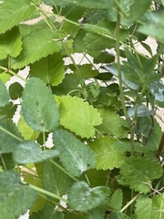 Stigmella anomalella