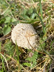 Lycoperdon