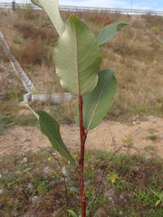 Populus laurifolia