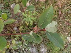 Populus laurifolia