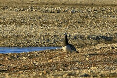Branta leucopsis