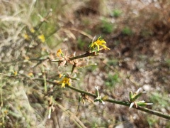 Chondrilla juncea