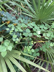 Phaseolus polystachios