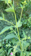 Verbesina occidentalis