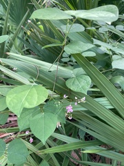 Phaseolus polystachios