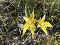 Caladenia flava